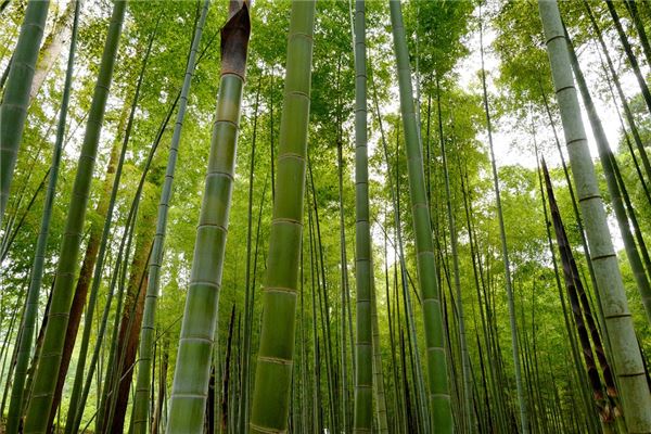 梦见砍青竹子