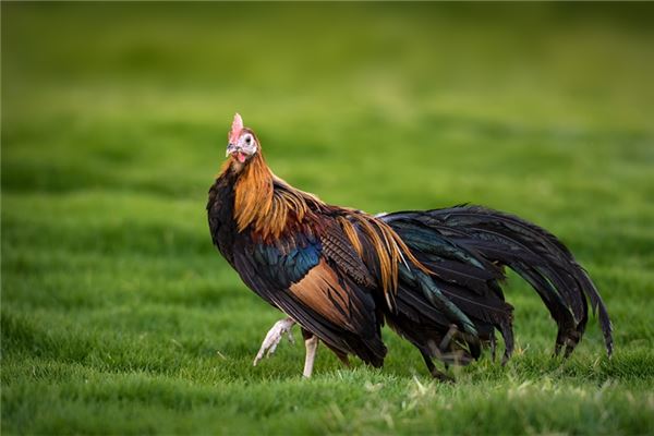 梦见鸡死了