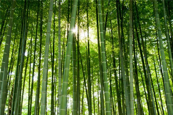梦见竹子