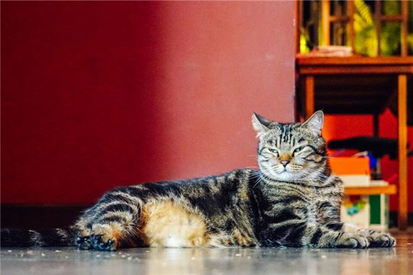 梦见被猫攻击和猫搏斗
