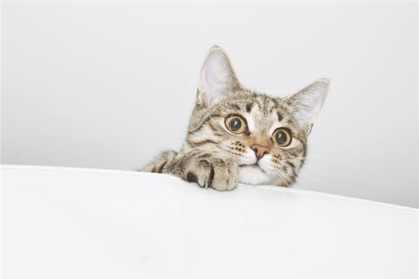 梦到被猫咬了